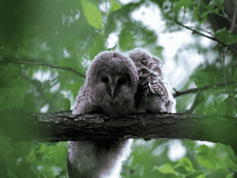 贵阳惜缘试管代生机构：怀二胎孕吐反应特大，和孕妇自身以及胎儿都有关