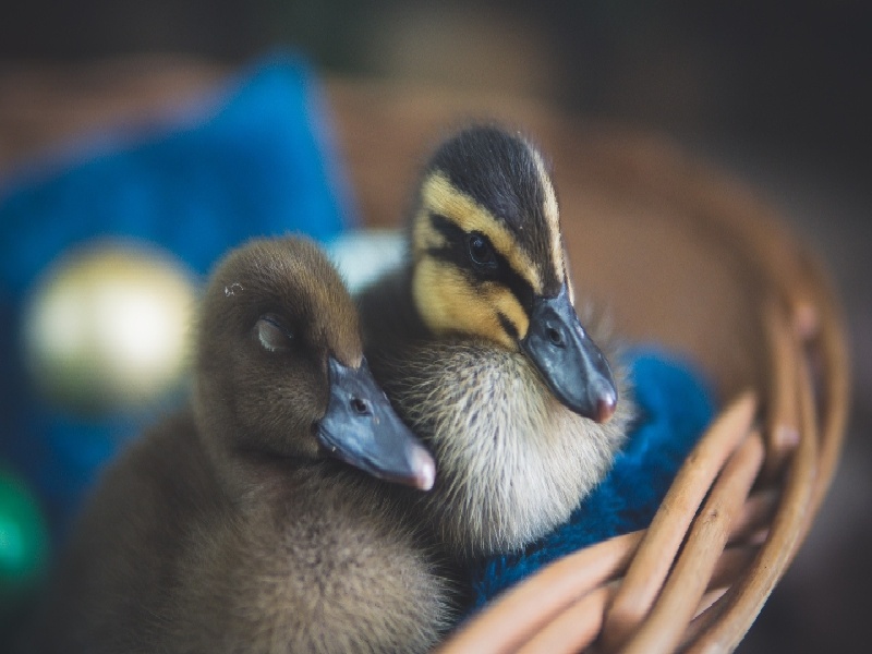 试管胚胎多久养成做试管前同房睾丸刺穿费用