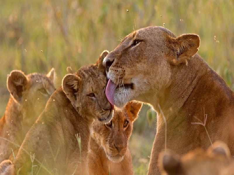 试管囊胚的怎样女子试管混血宝宝视频三院人工授精的费用